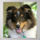 Pesquisar por sheltie pôsteres Sheepdog de shetland