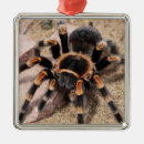 Pesquisar por aracnídeos ornamentos Animal