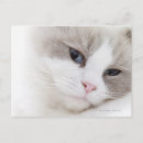 Pesquisar por ragdoll cartoes postais Animal