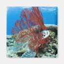 Pesquisar por da tartaruga de mar imas Sealife