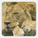 Pesquisar por leão africano adesivos Panthera leo
