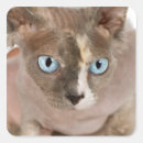 Pesquisar por sphynx adesivos Animal