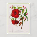Pesquisar por flor do hibiscus cartoes postais Floral