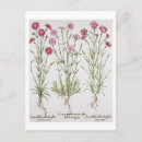 Pesquisar por variedade cartoes postais Flores