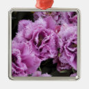 Pesquisar por holanda ornamentos Colorido