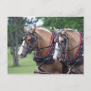 Pesquisar por team cartoes postais Cavalo