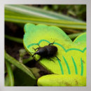 Pesquisar por beetle pôsteres Natureza