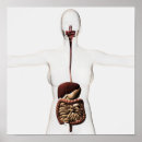Pesquisar por sistema digestivo humano pôsteres Intestino