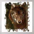 Pesquisar por lobo solitário pôsteres Selvagem