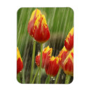 Pesquisar por jardineira imas Aves e flores