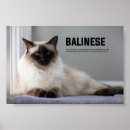Pesquisar por balinese Gatinho