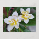 Pesquisar por plumeria cartoes postais Frangipani