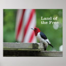 Pesquisar por pica pau pôsteres Pássaros