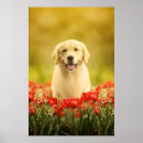 Pesquisar por dog pôsteres Flowers