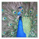 Pesquisar por beautiful fotografia Peacock