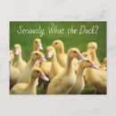 Pesquisar por duck cartoes postais Humor