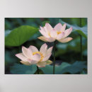 Pesquisar por lotus flower pósteres pôsteres Blossom