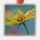 Pesquisar por olhos ornamentos Flores