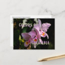 Pesquisar por orquídea cattleya cartoes postais Rosa