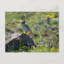 Pesquisar por lark cartoes postais Natureza
