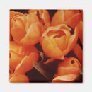 Pesquisar por tulips imas Amesterdã