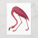 Pesquisar por pink flamingo cartoes postais Tropical