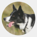 Pesquisar por headshot adesivos Collie beira