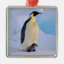 Pesquisar por pinguim imperador ornamentos Neve