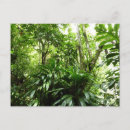 Pesquisar por floresta tropical cartoes postais Plantas