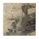 Pesquisar por coelho do jaque Jackrabbit