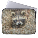 Pesquisar por guaxinim capas Animais da floresta