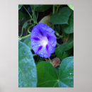 Pesquisar por chuva roxa pôsteres Flor