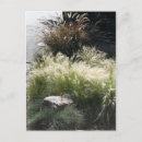 Pesquisar por ornamental cartoes postais Planta