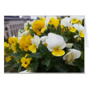 Pesquisar por viola amarela cartoes postais Violas