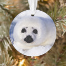 Pesquisar por foca ornamentos Filhote de foca