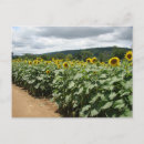 Pesquisar por sunflower cartoes postais Verão