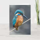 Pesquisar por kingfisher cartoes Punhal