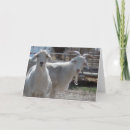 Pesquisar por cabra bonito cartoes Rural