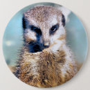 Pesquisar por meerkat botons Qualquer pessoa