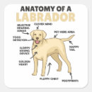 Pesquisar por anatomia adesivos Cães