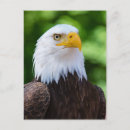 Pesquisar por calvo americano Águia