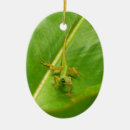 Pesquisar por lagartos ornamentos Natureza