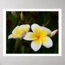 Pesquisar por flor do frangipani Natureza