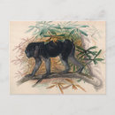 Pesquisar por ilustração macaco cartoes postais Vida selvagem