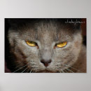 Pesquisar por suiças fotografia Gato