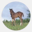 Pesquisar por puro sangue adesivos Cavalo