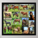 Pesquisar por cavalos bonito pôsteres Equestre