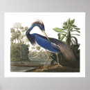 Pesquisar por pássaro azul Garça real