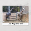 Pesquisar por girafa cartoes postais Animais