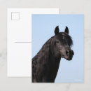Pesquisar por cavalo árabe cartoes postais Preto